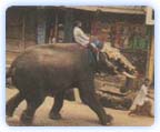 elephant-1.jpg elephant-1.jpg