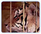 tiger.jpg tiger.jpg